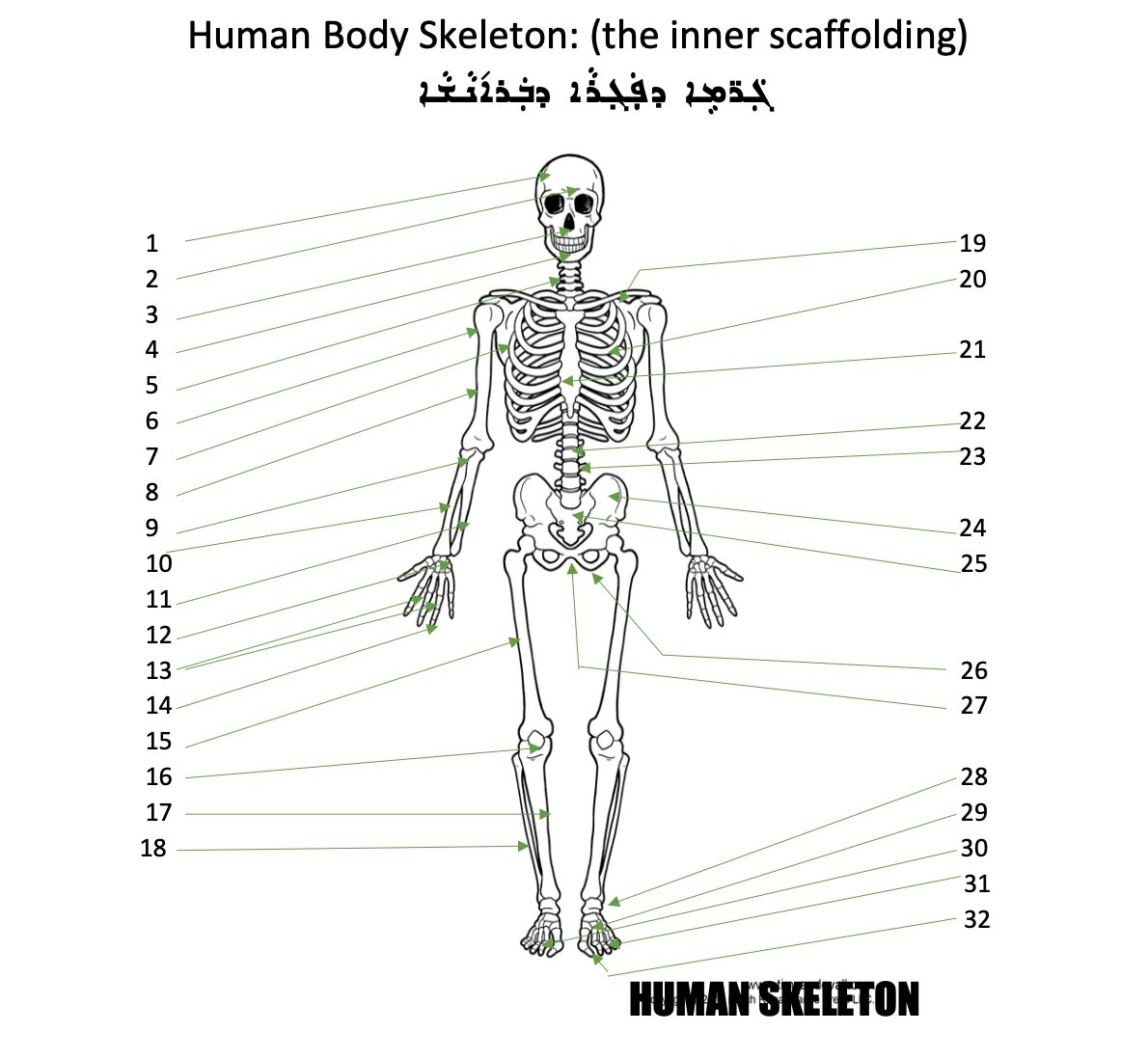 Human Anatomy Skeleton